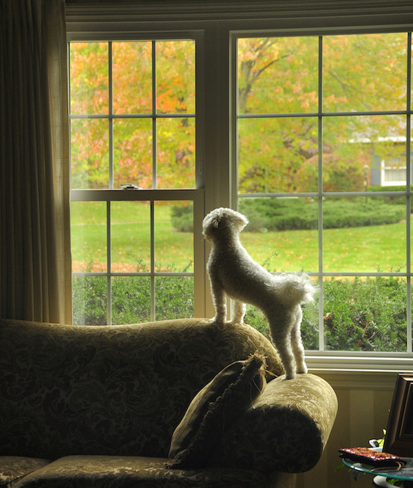 Puppy dog looking outside