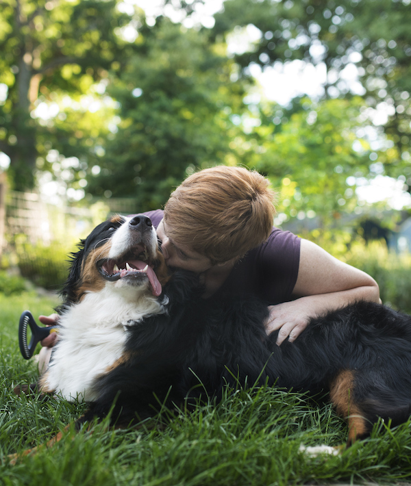 A Bernese Mountain Dog Is Groomed and Brushed by Owner
