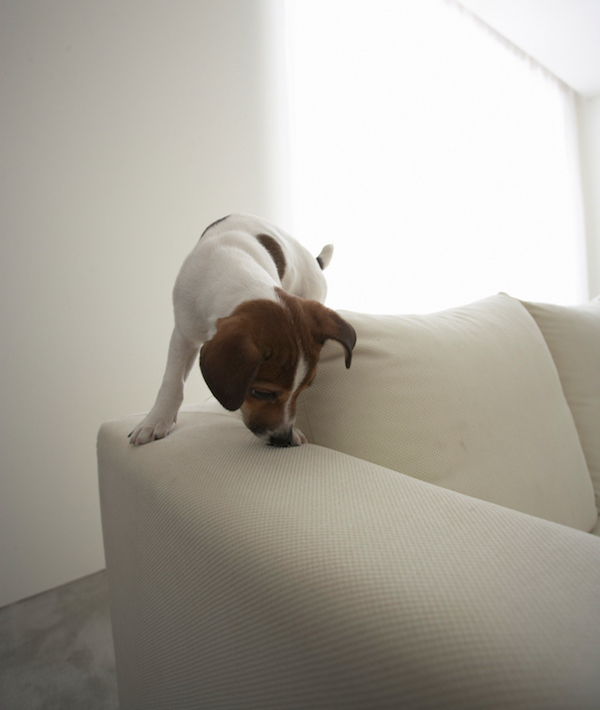 Jack Russell Terrier on Sofa