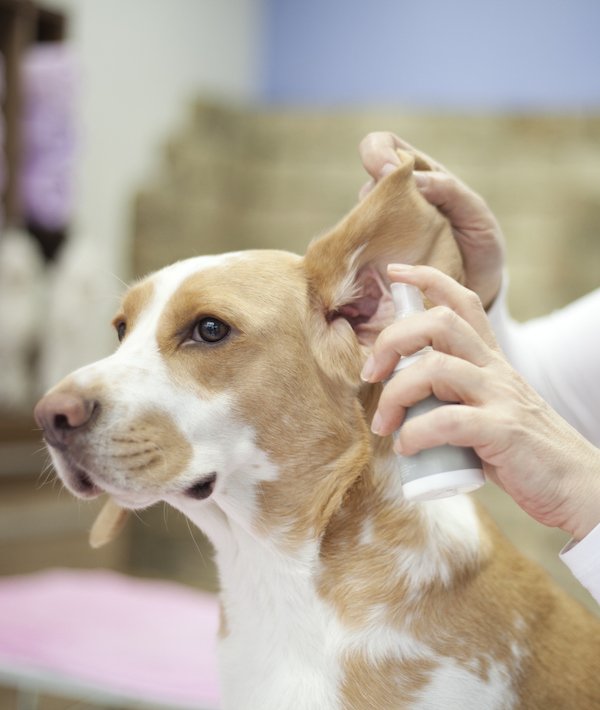 Groomer with a dog