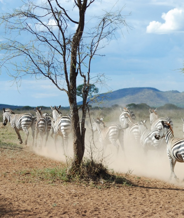 192393-serengeti-national-park-tanzania.jpg
