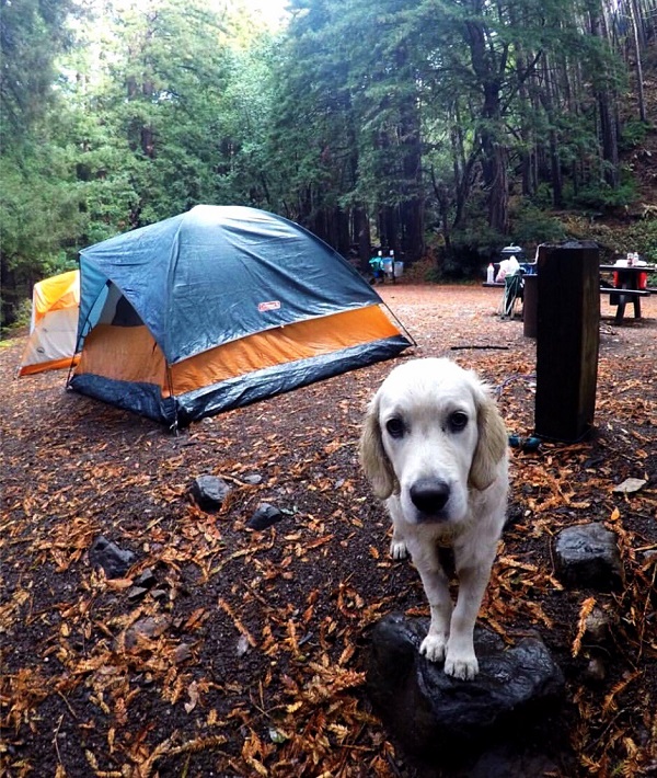 193771-camping-big-sur.jpg