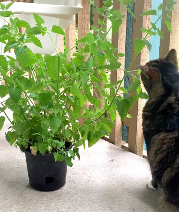 207480-6-catnip2.jpg 207480-6-catnip2.jpg