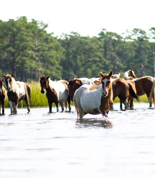 207692-wild-horses-cooling-off-in-the-summer-heat-chincoteague-i-1.jpg