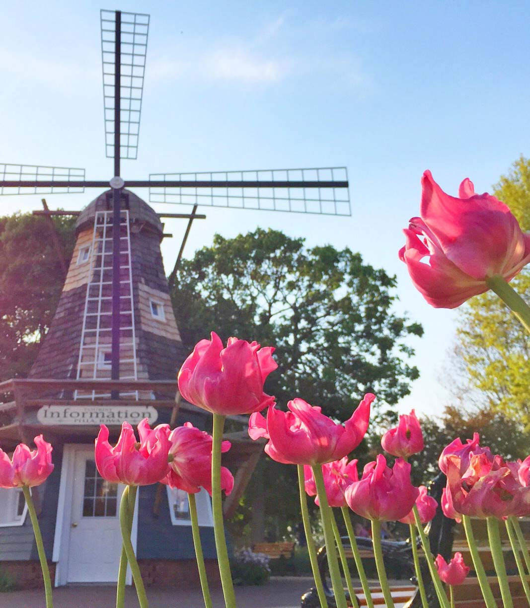207713-pella-iowa-tulip-festival_t20_6y9vjy.jpg