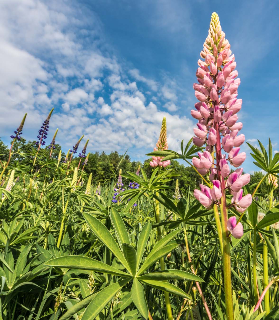 207719-the-lone-lupine-pertaining-to-or-resembling-the-wolf_t20.jpg