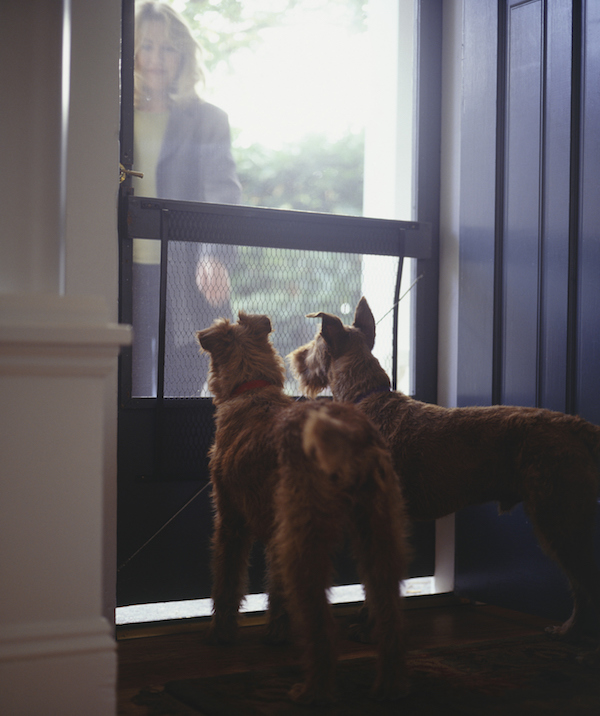 Woman greeting Irish Terriers at door of home