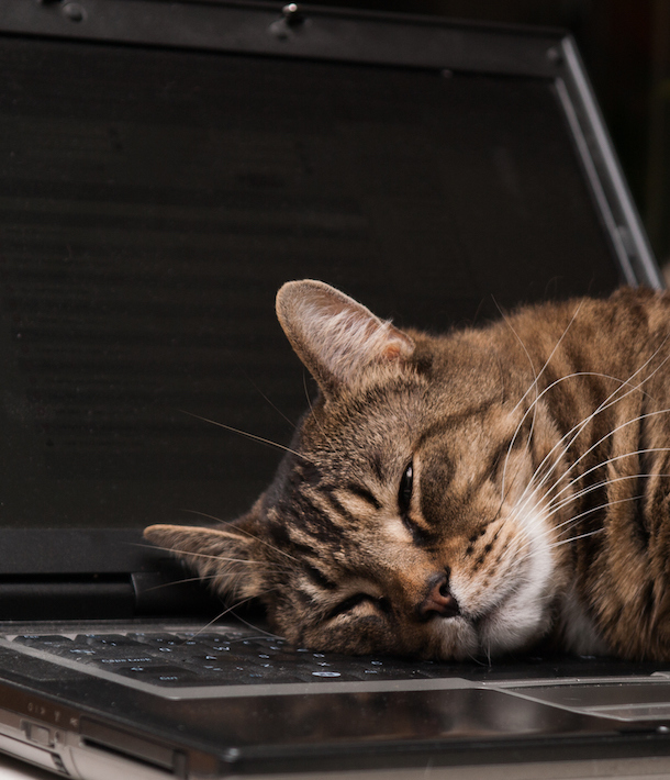 Close-Up Of Cat Lying Down