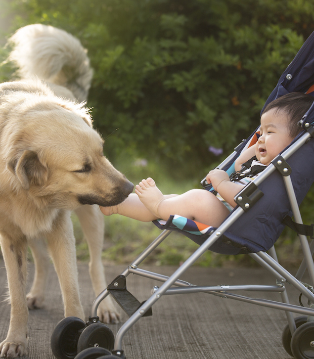 Asian toddler boy tickled by a dog in baby stroller.