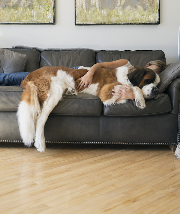 Woman and Saint Bernard dog laying on sofa