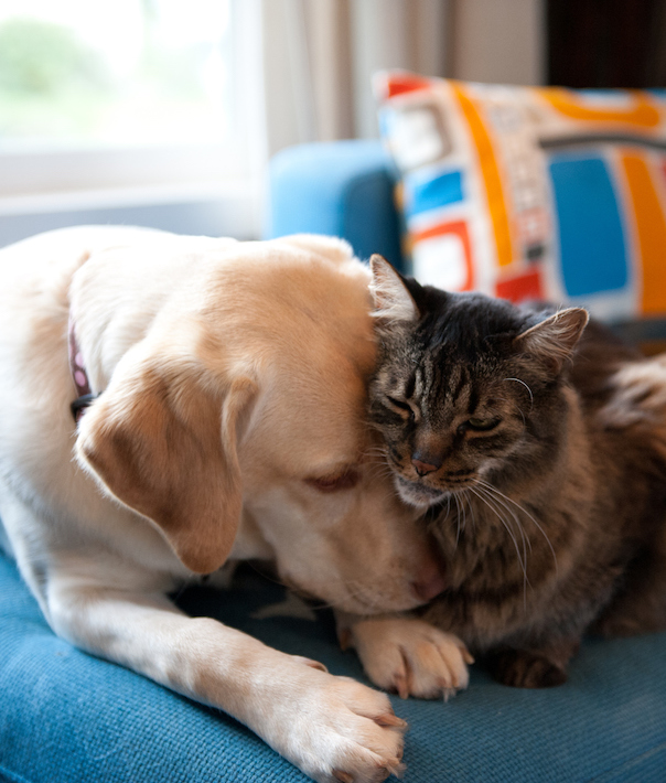 Dog and cat