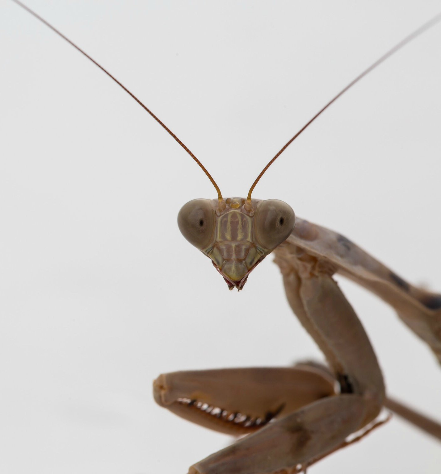207795-should-we-kill-pests-praying-manthis.jpg