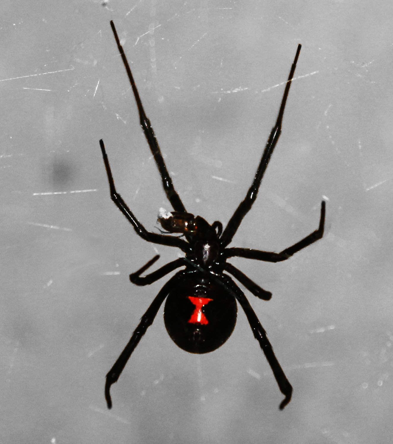207796-should-we-kill-pests-black-widow.jpg
