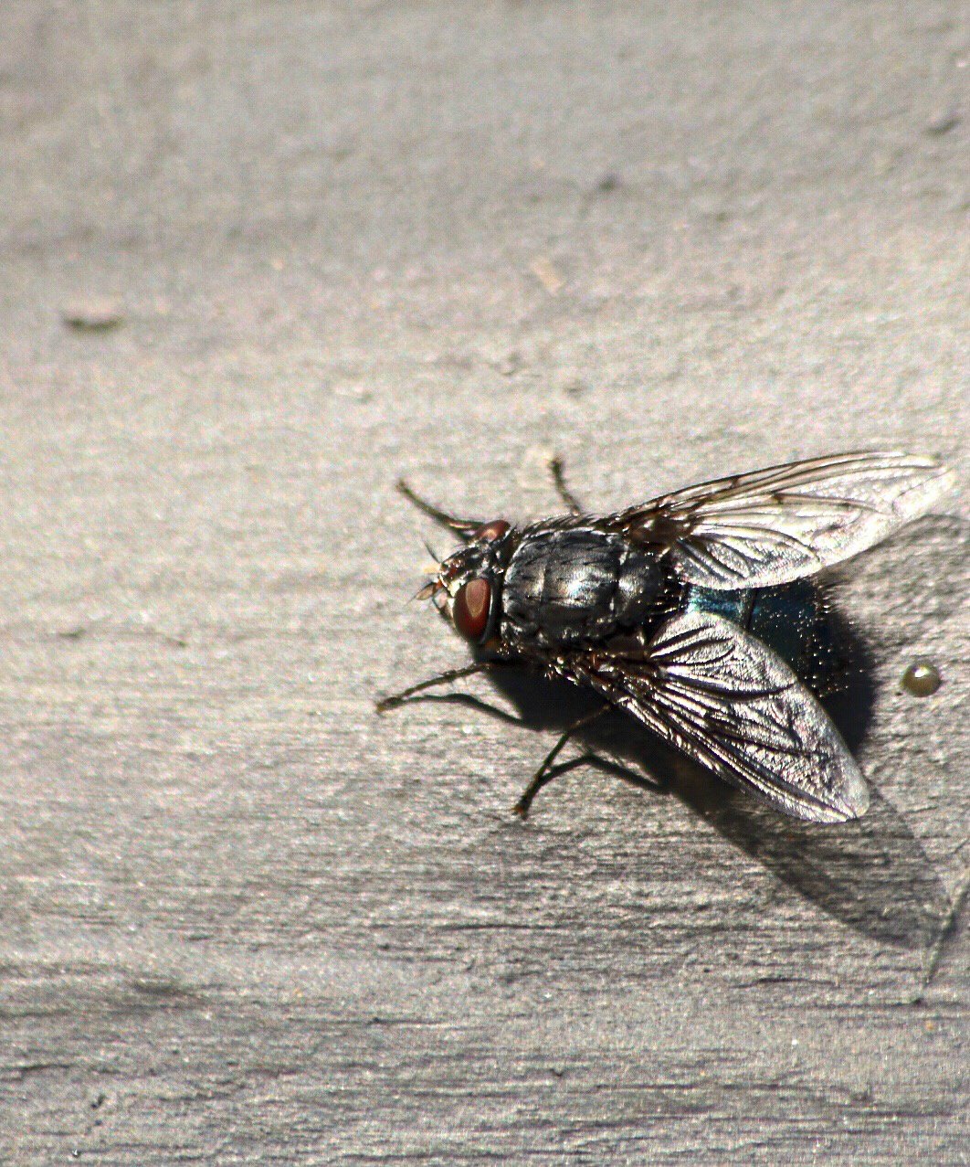 207797-should-we-kill-pests-flies.jpg