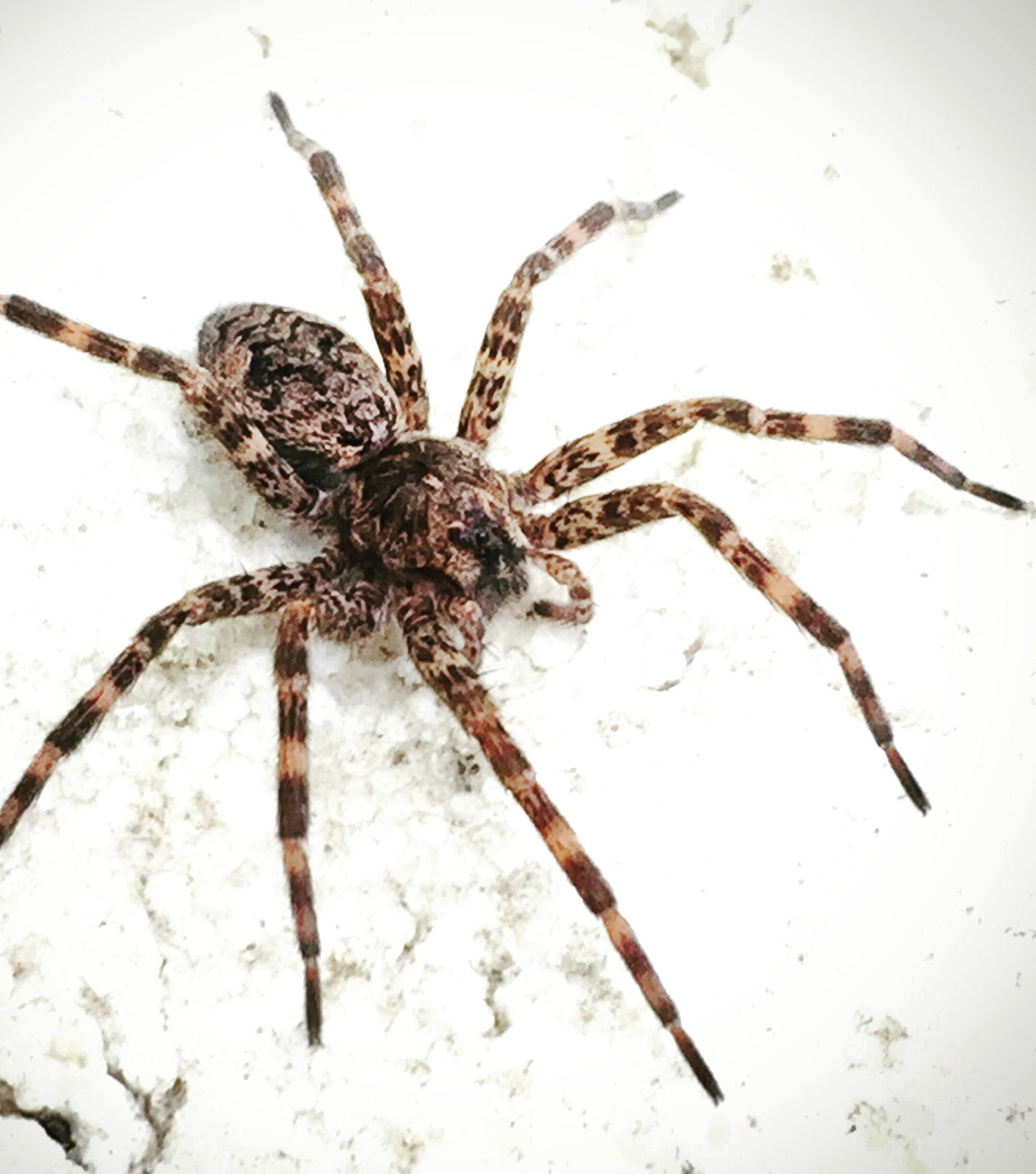207798-should-we-kill-pests-brown-recluse.jpg