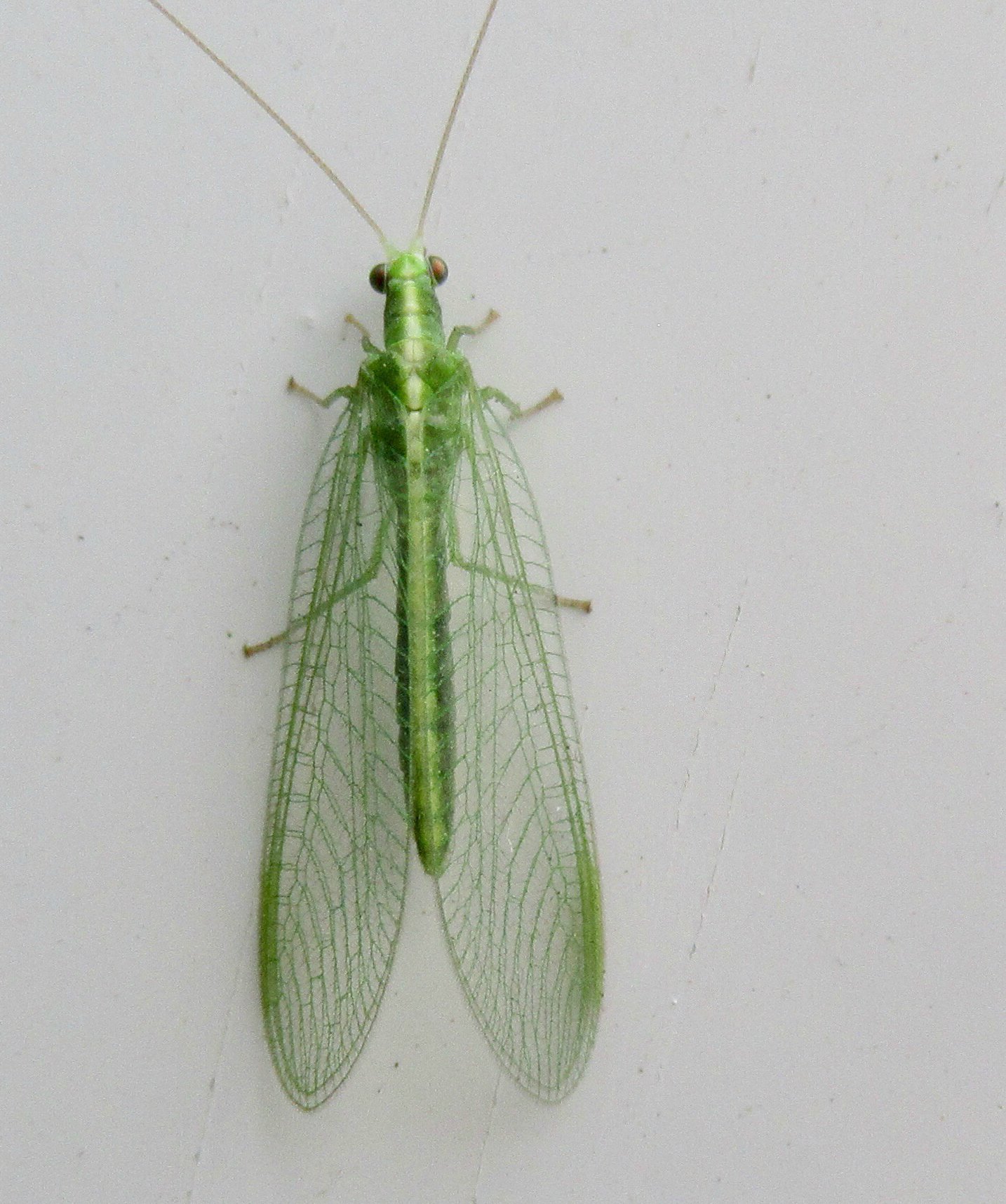 207800-should-we-kill-pests-green-lacewings.jpg