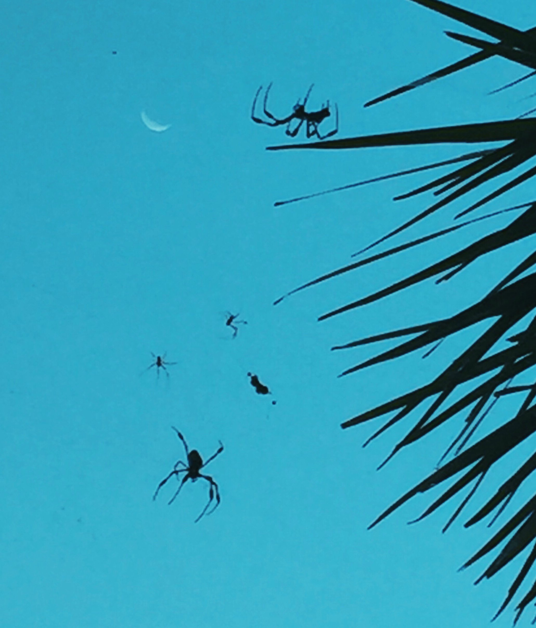 207801-should-we-kill-pests-spiders.jpg