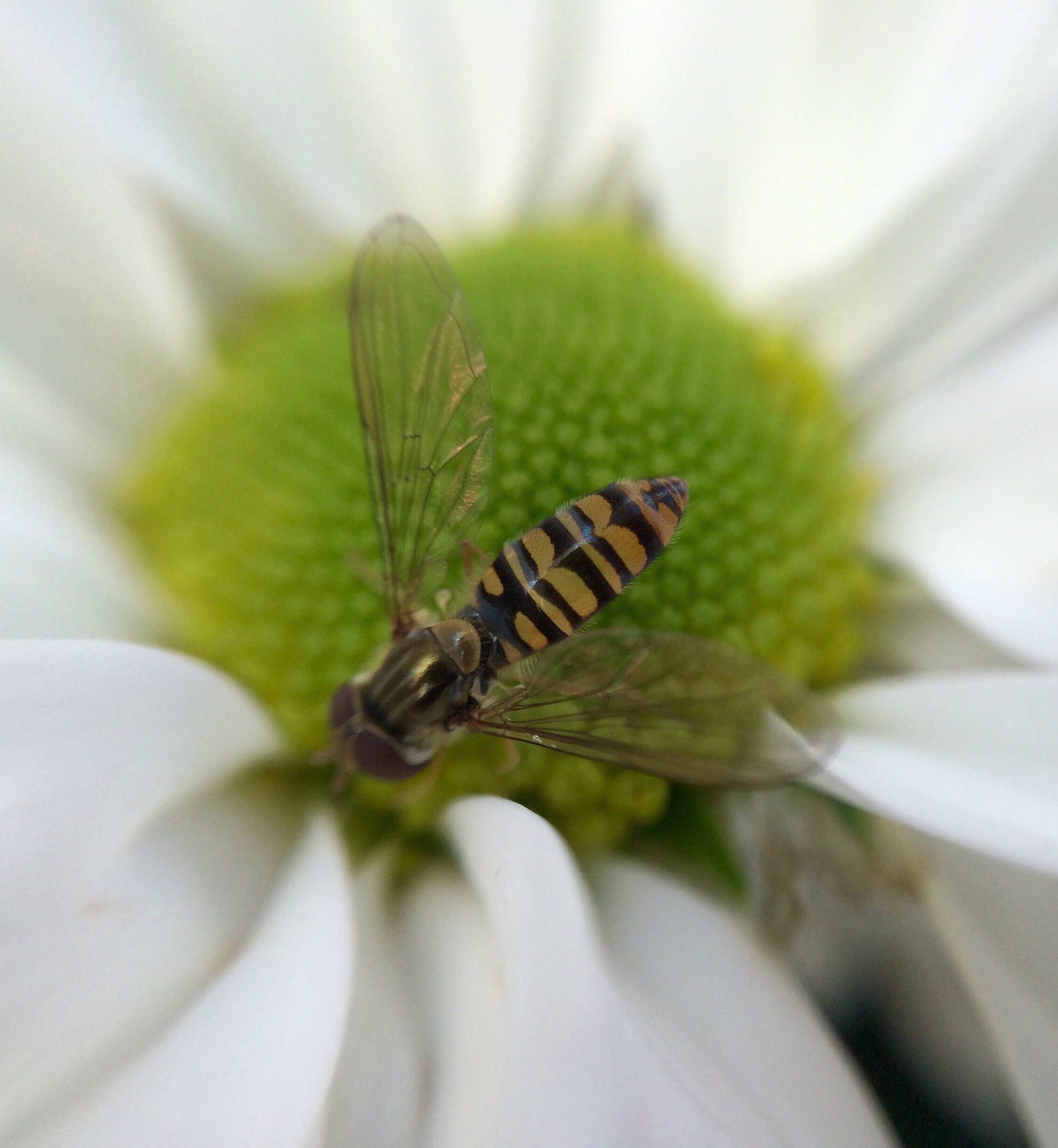 207802-should-we-kill-pests-wasps.jpg