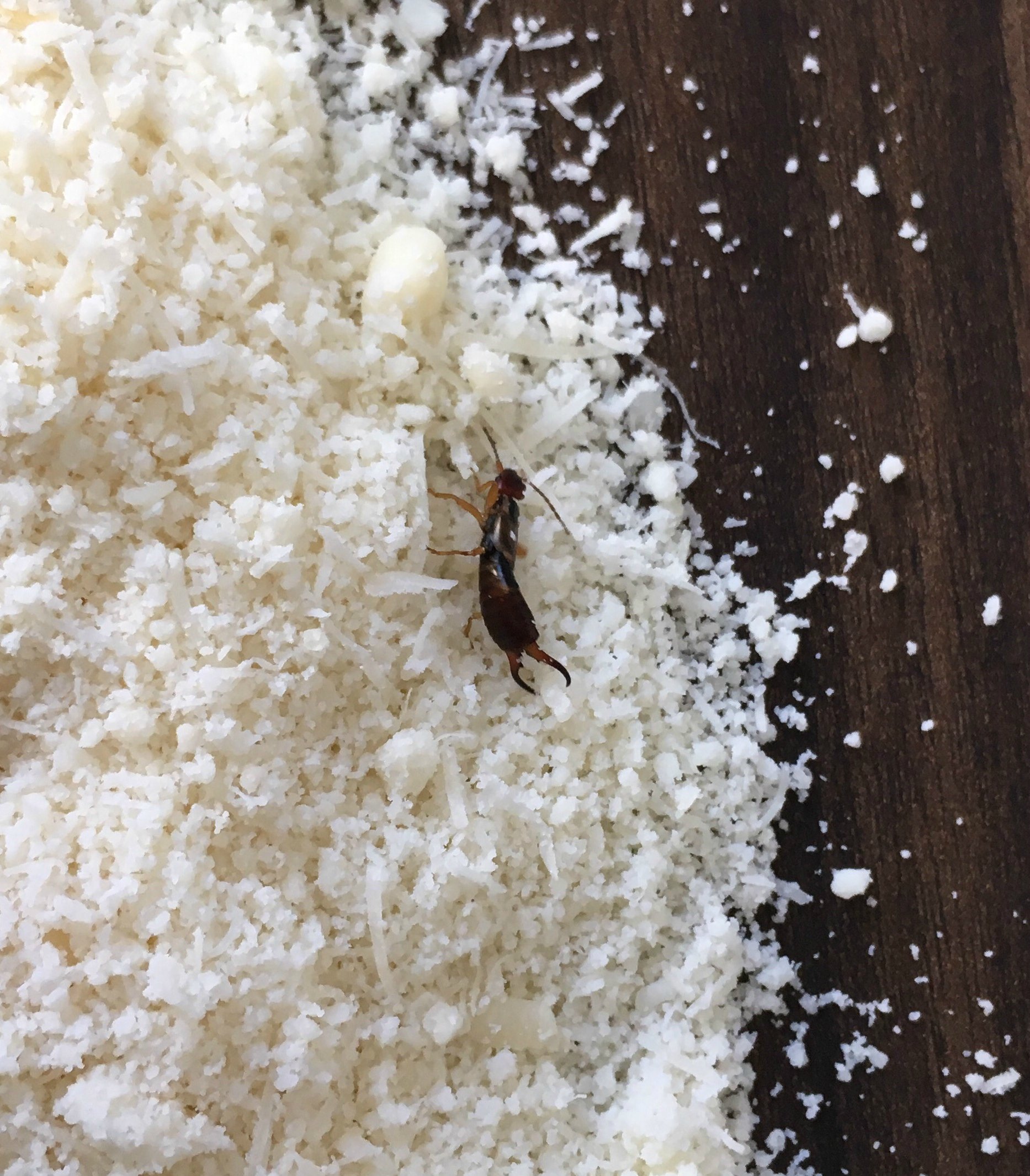207803-should-we-kill-pests-earwig-pincher-bugs.jpg
