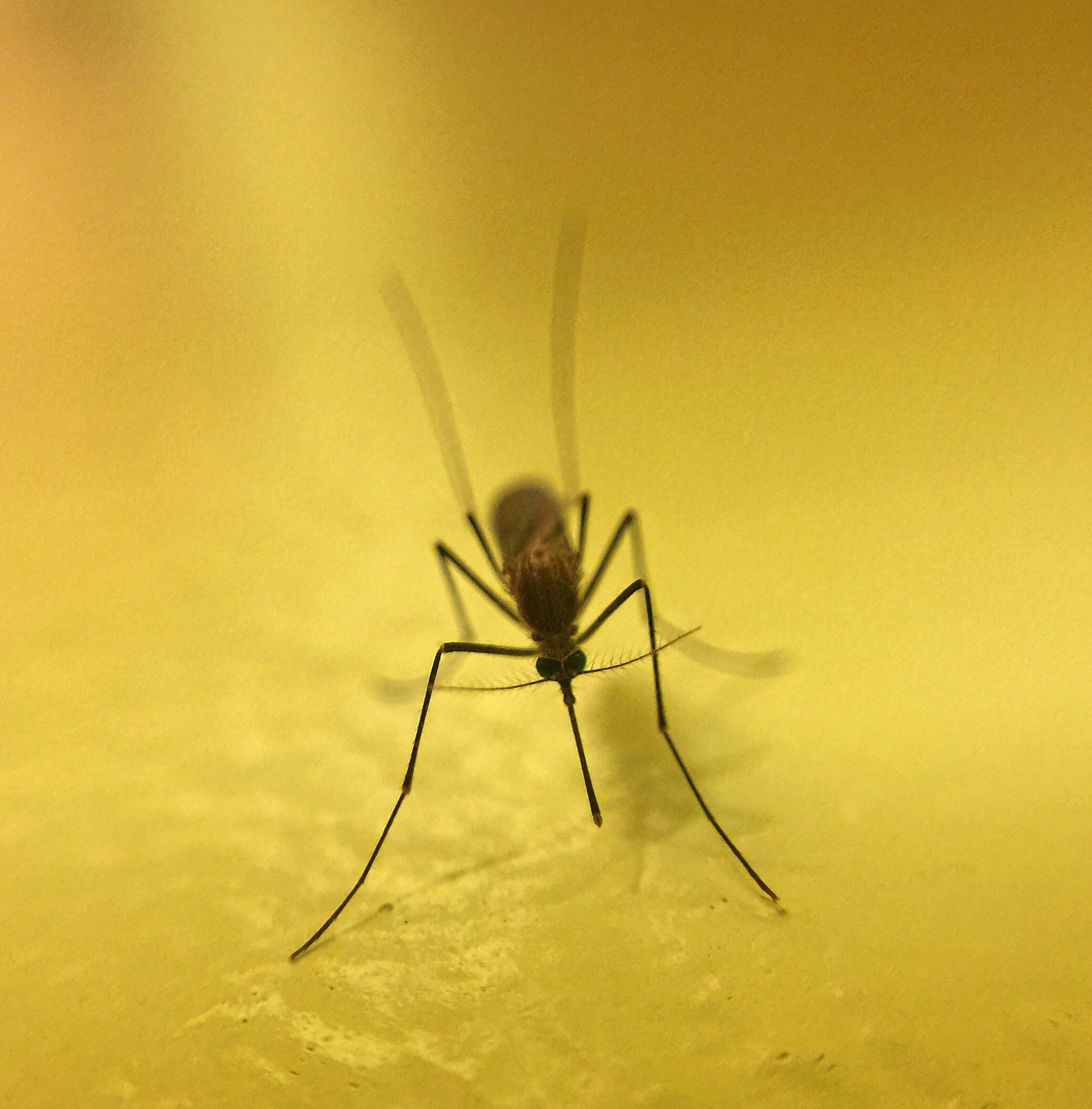 207804-should-we-kill-pests-mosquitos.jpg