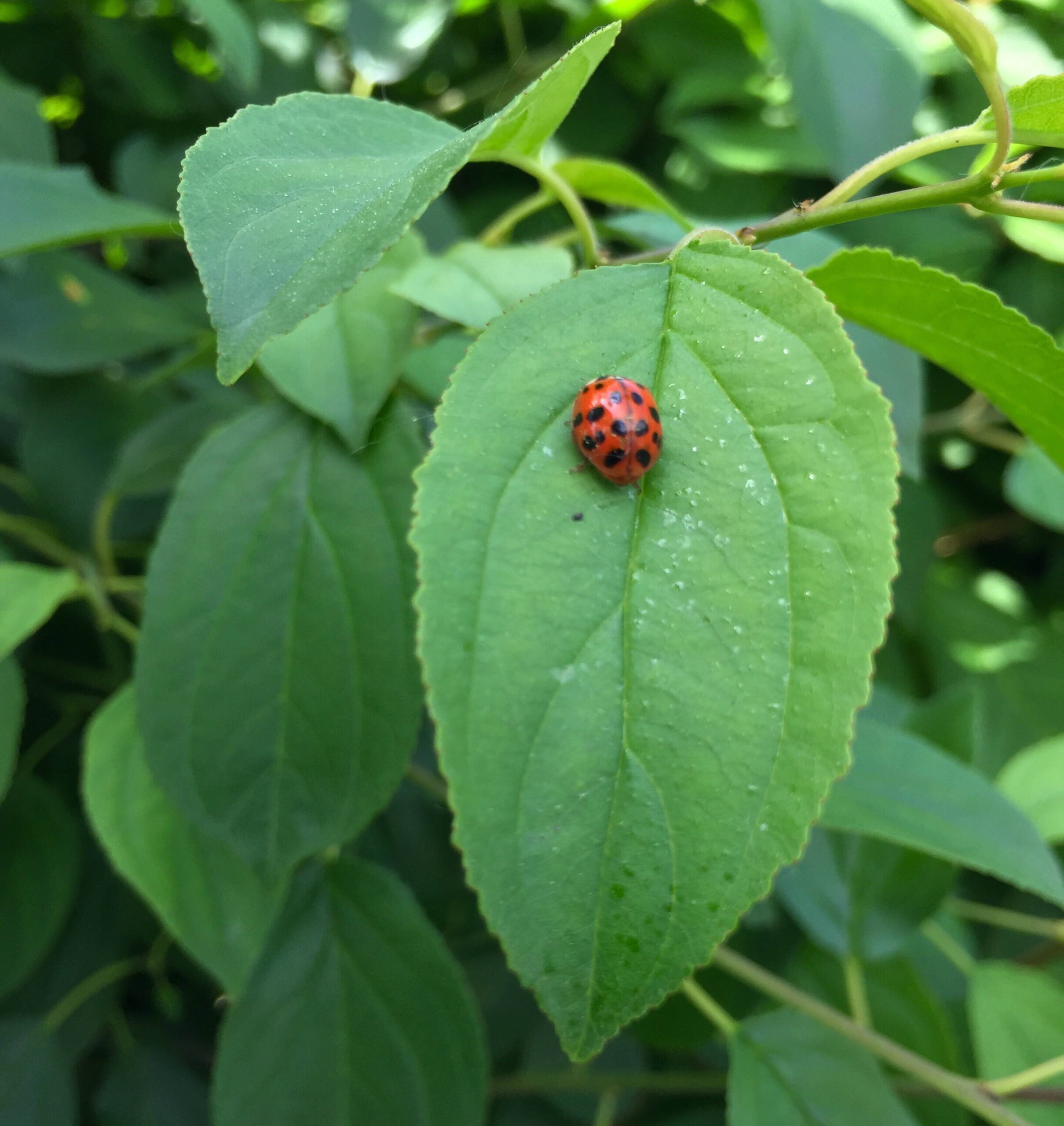 207805-should-we-kill-pests-ladybugs.jpg