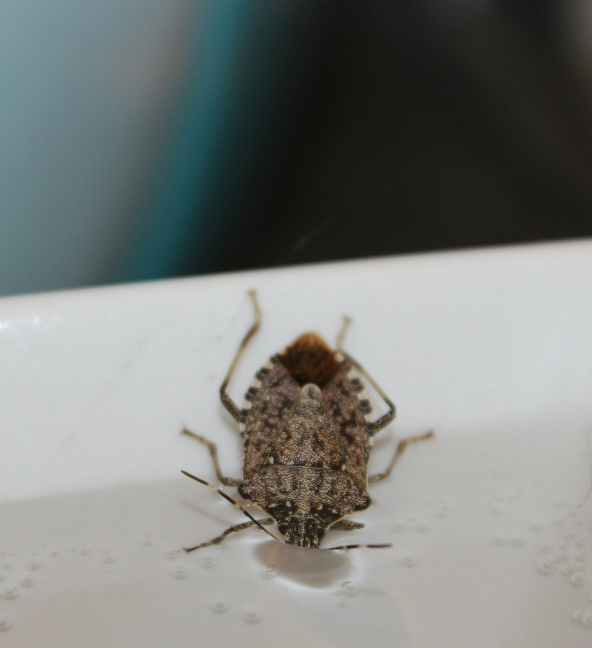 207807-should-we-kill-pests-stinkbugs.jpg