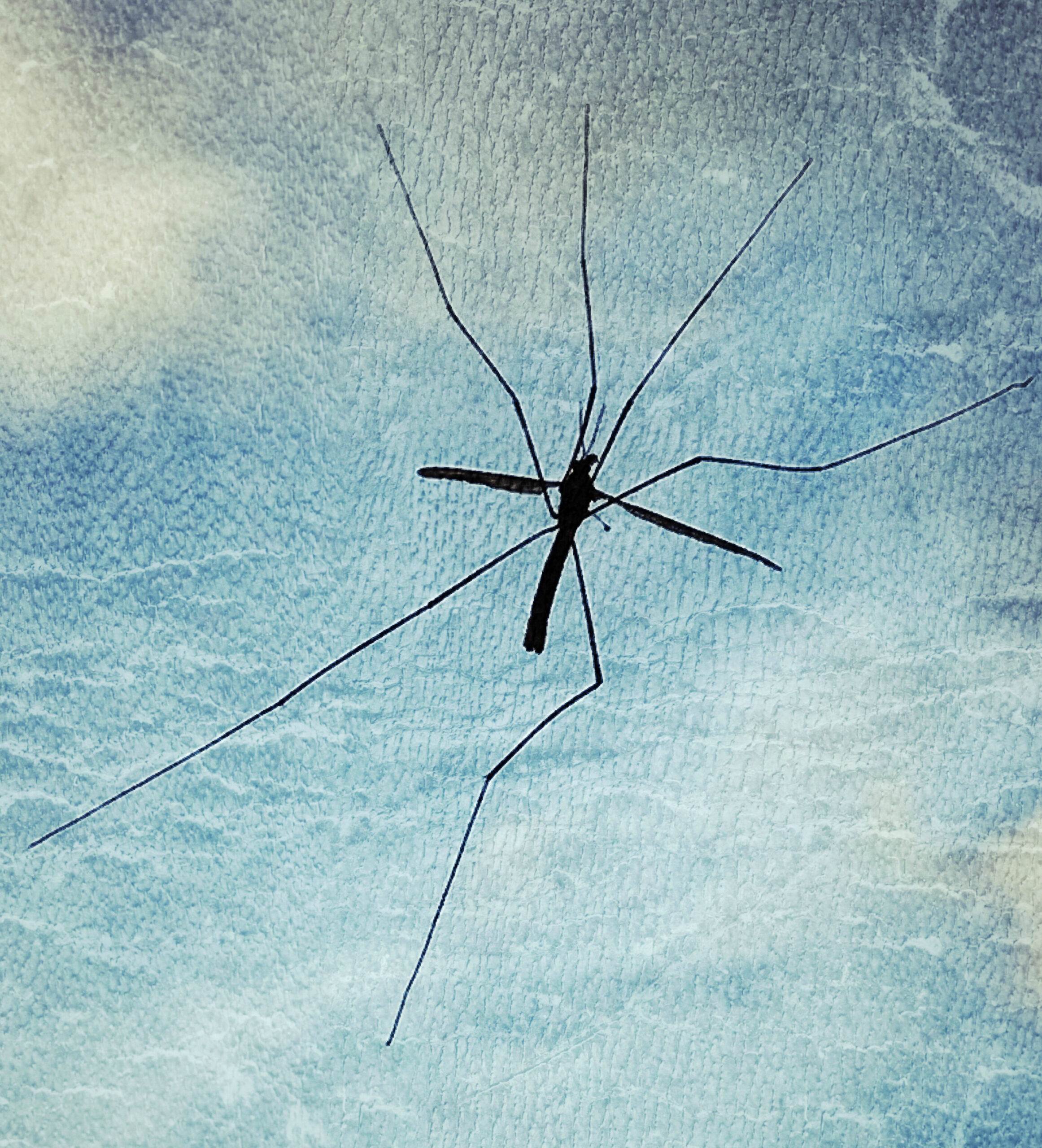 207809-should-we-kill-pests-daddy-longlegs.jpg