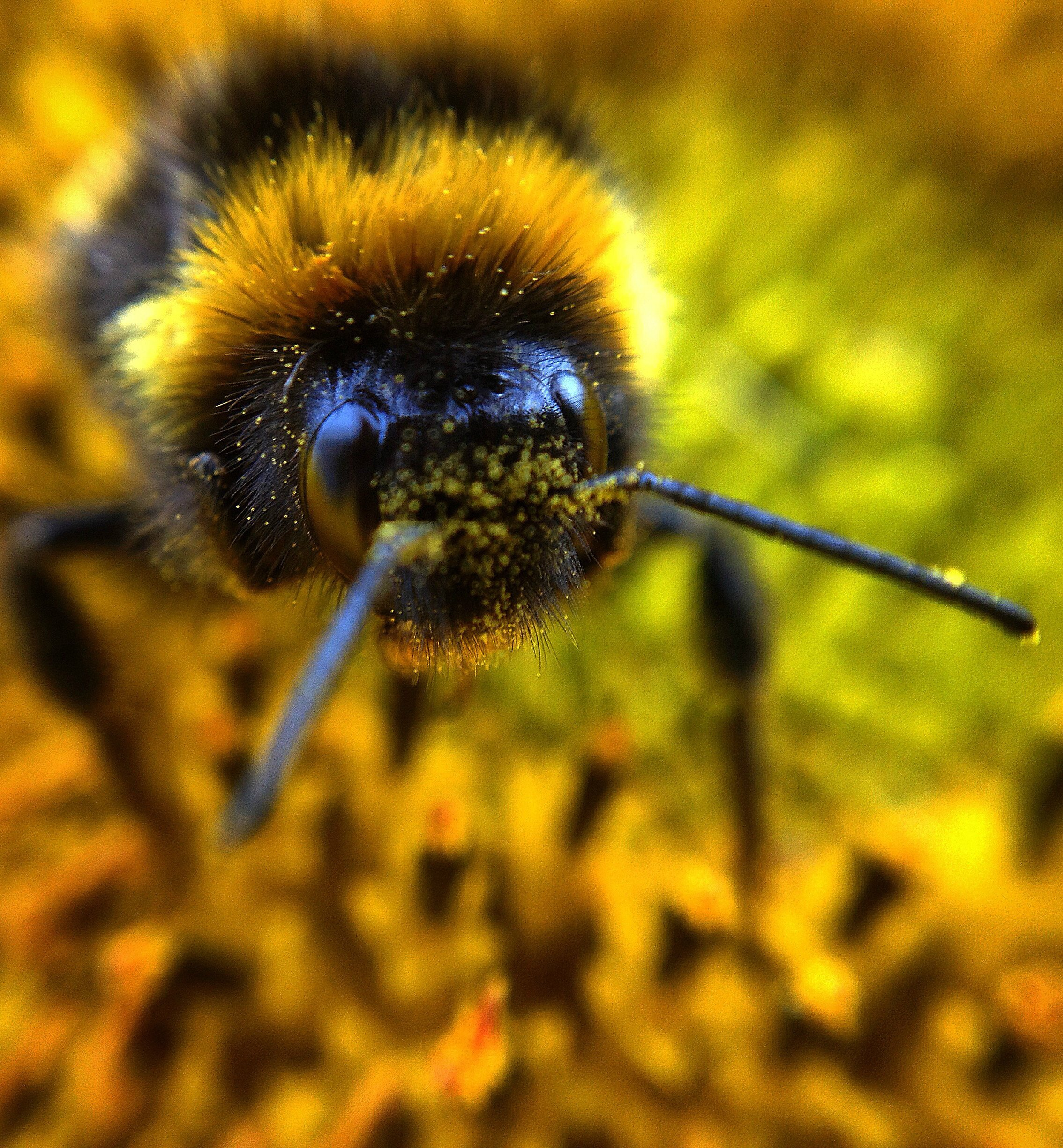 207810-should-we-kill-pests-bees.jpg
