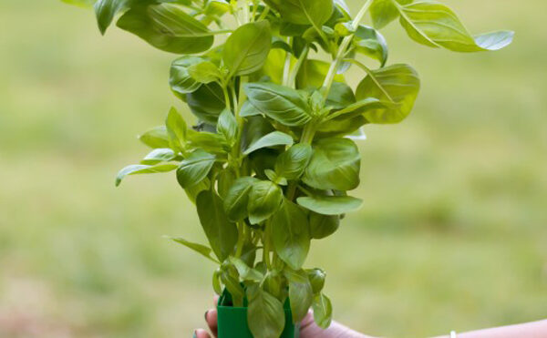 basil