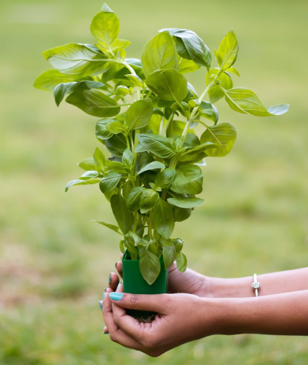 basil