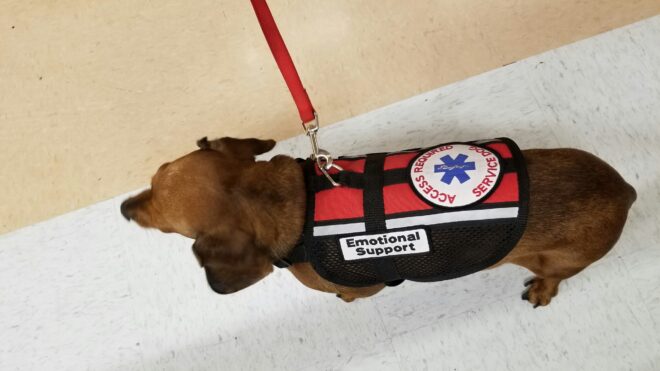 emotional-support-dog