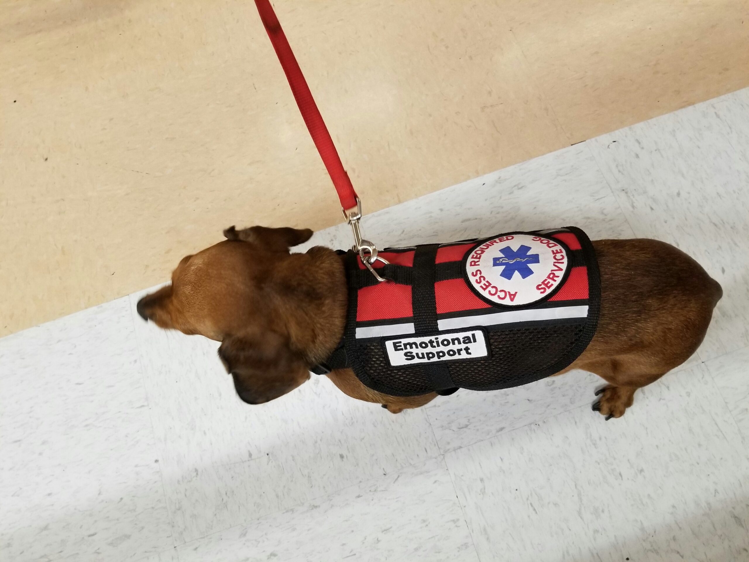 emotional-support-dog