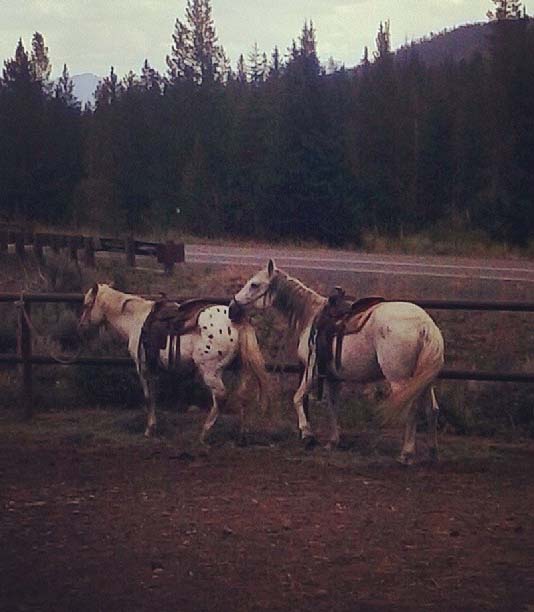 208400-horses-in-cody-wyoming_t20_y1xbgx.jpg