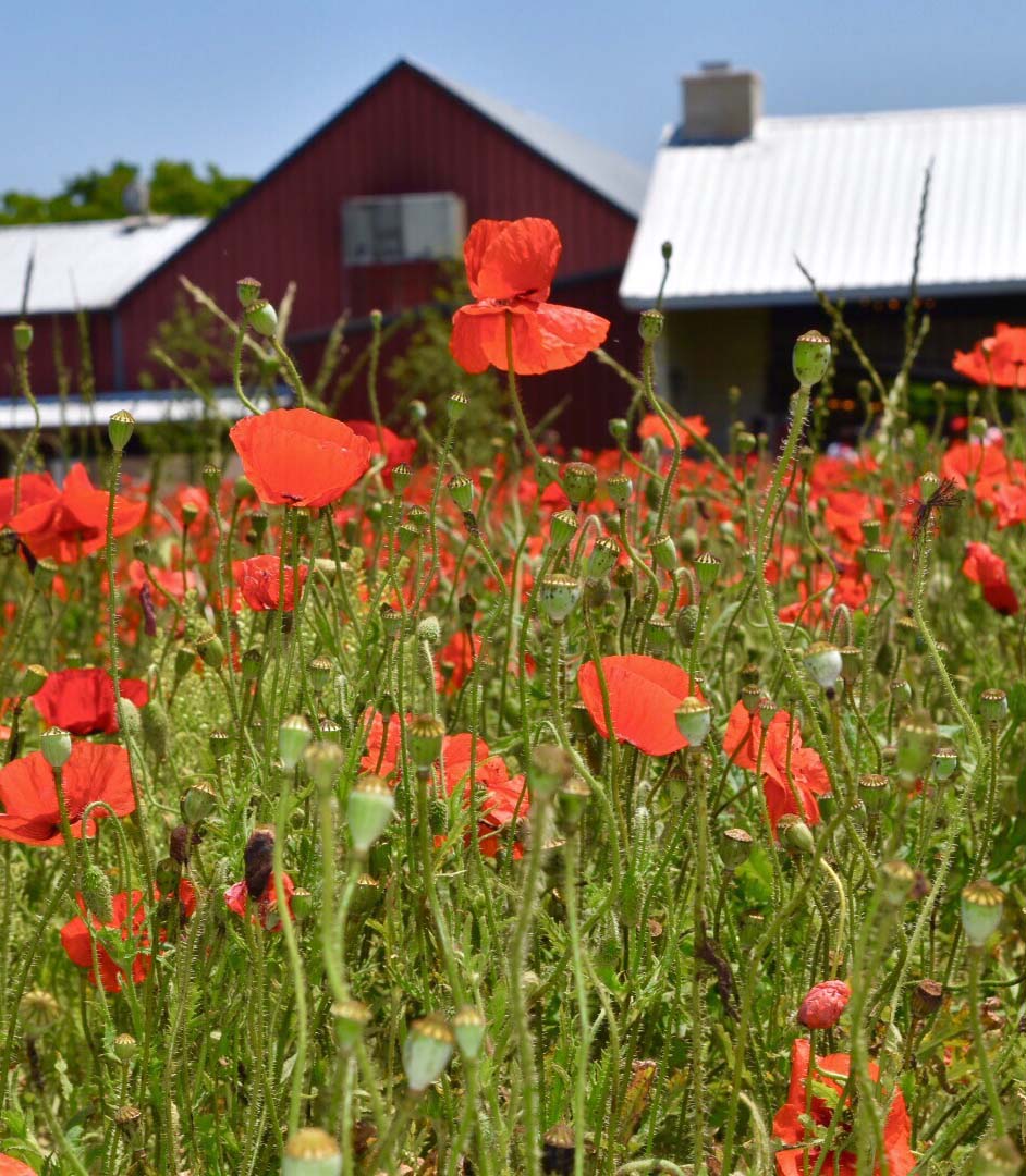 208415-red-poppies-near-red-barn-fredericksburg-texas_t20_lqllao.jpg