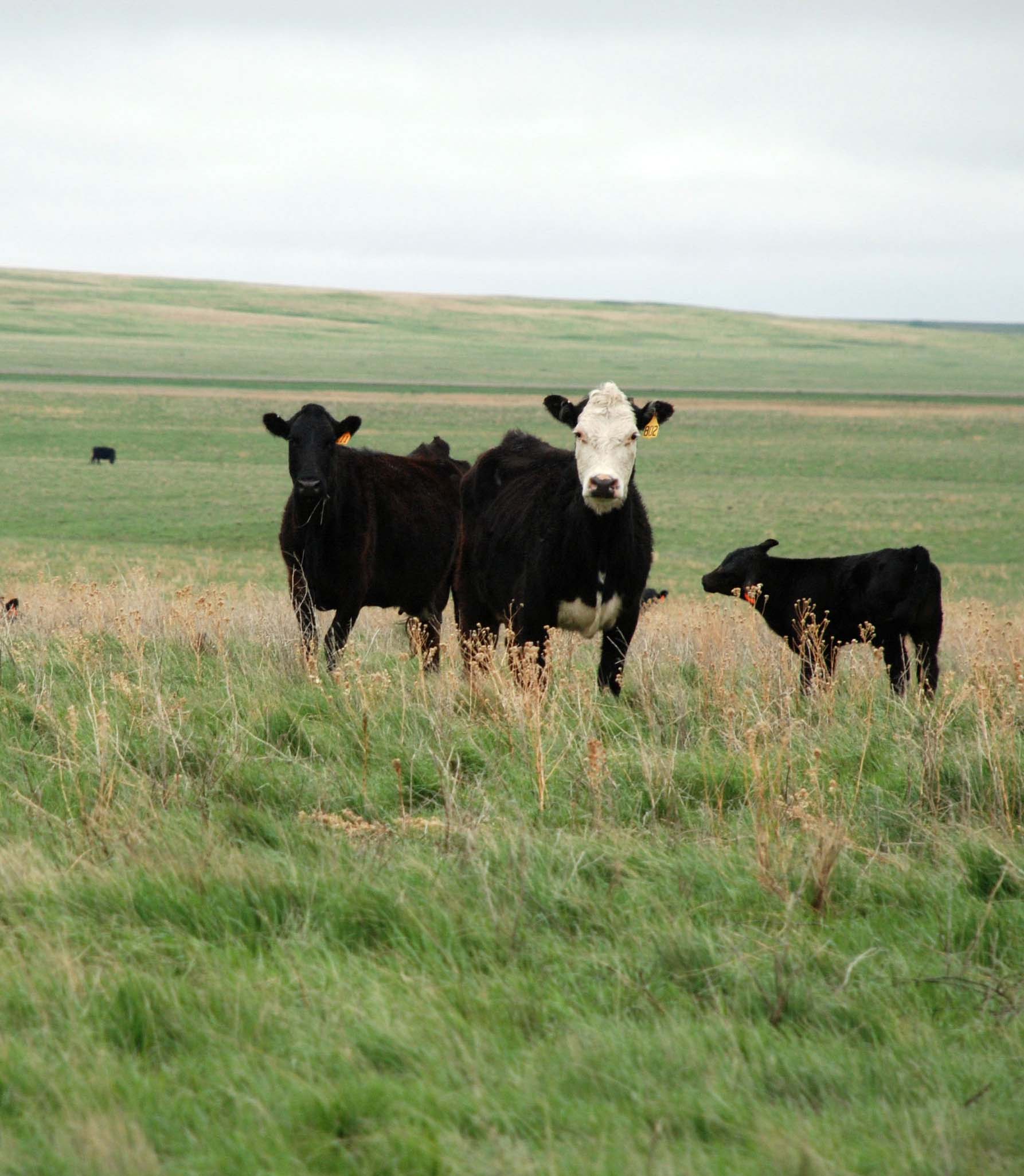 Drought, FORT PIERRE, USA