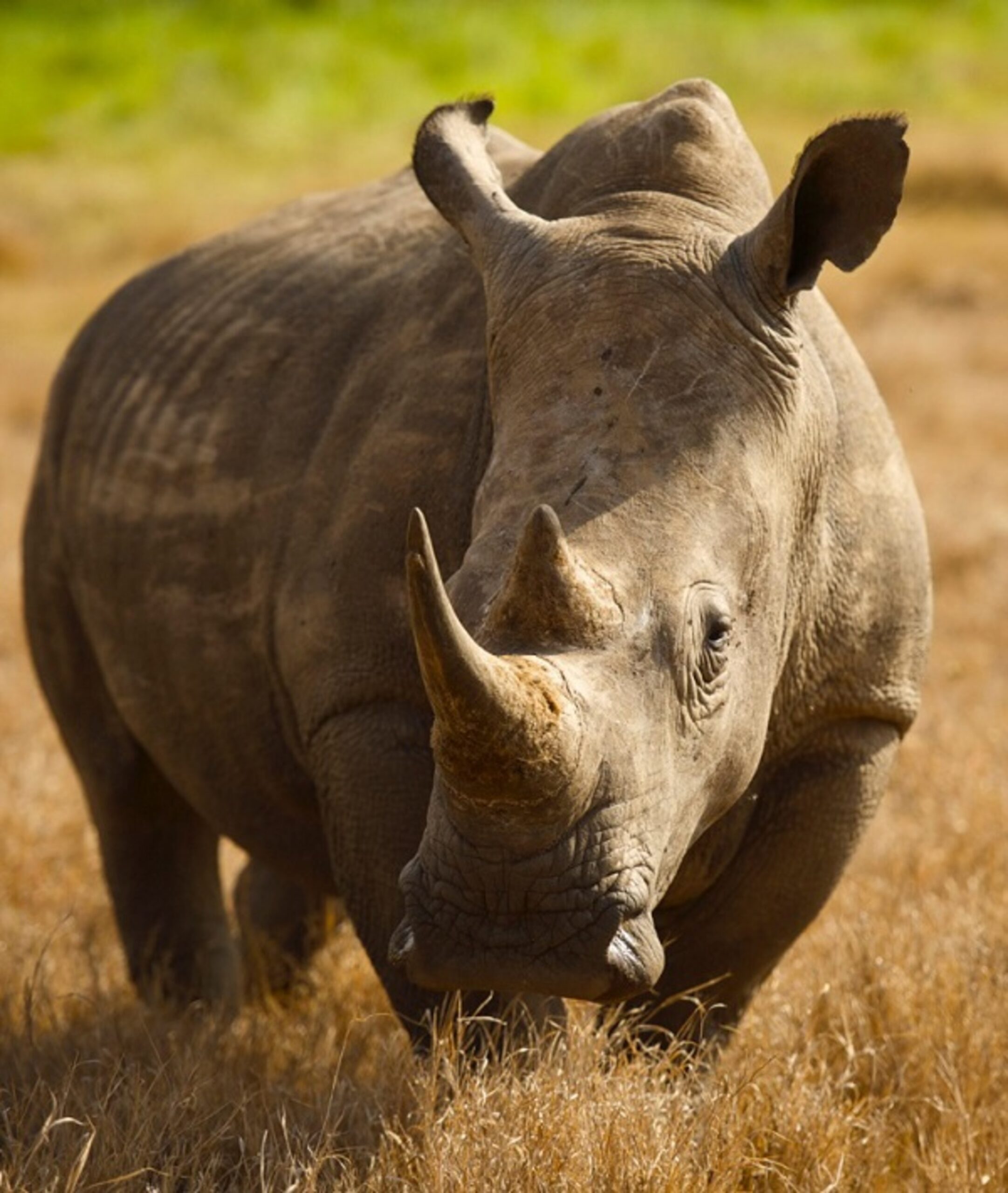 rhinos go extinct