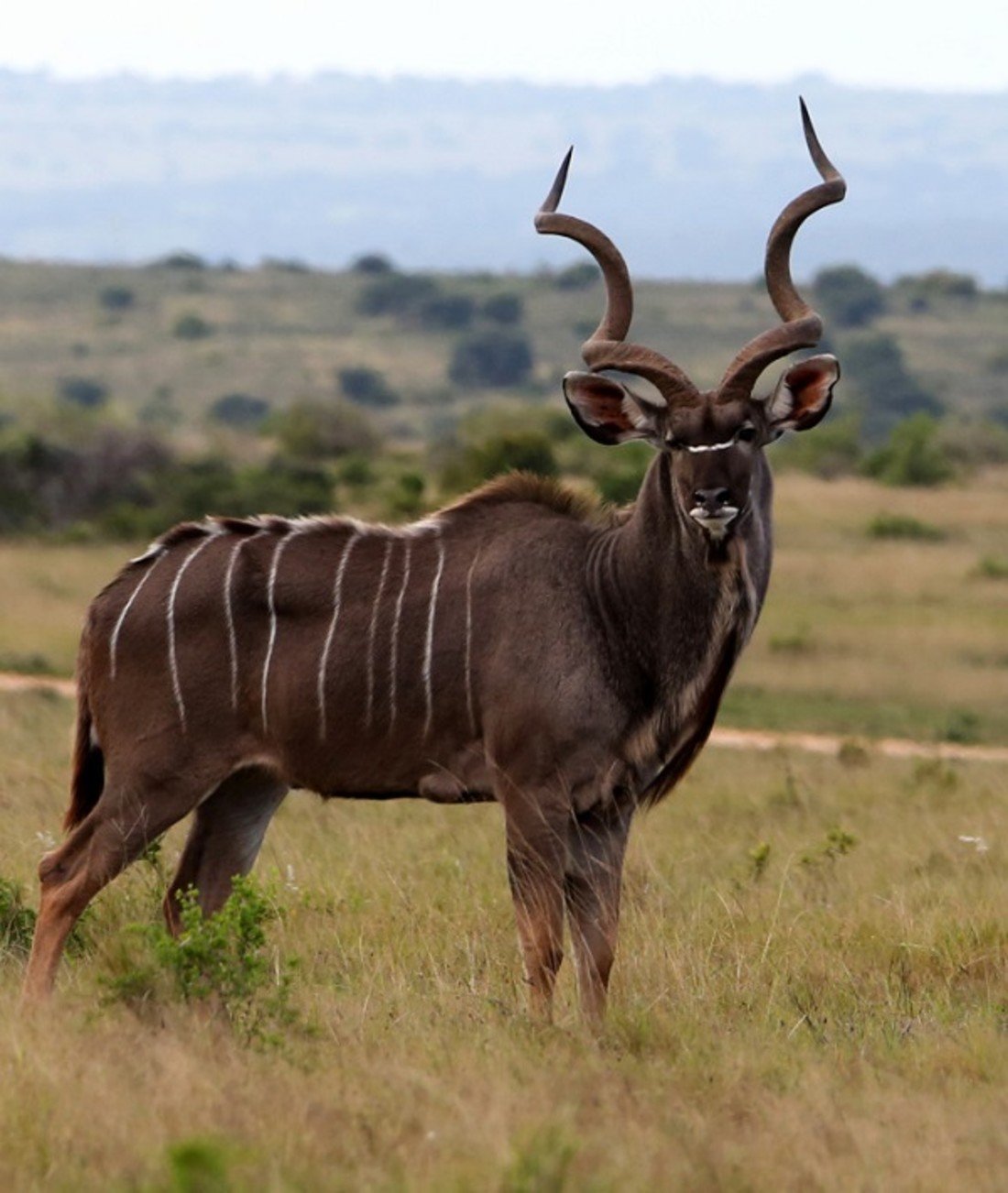 209904-antelope.jpg