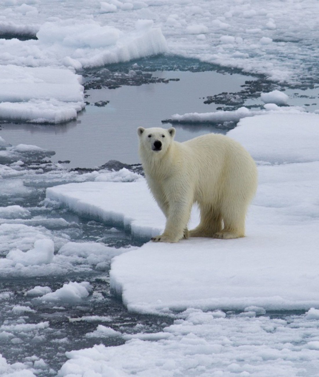 209907-global-warming.jpg