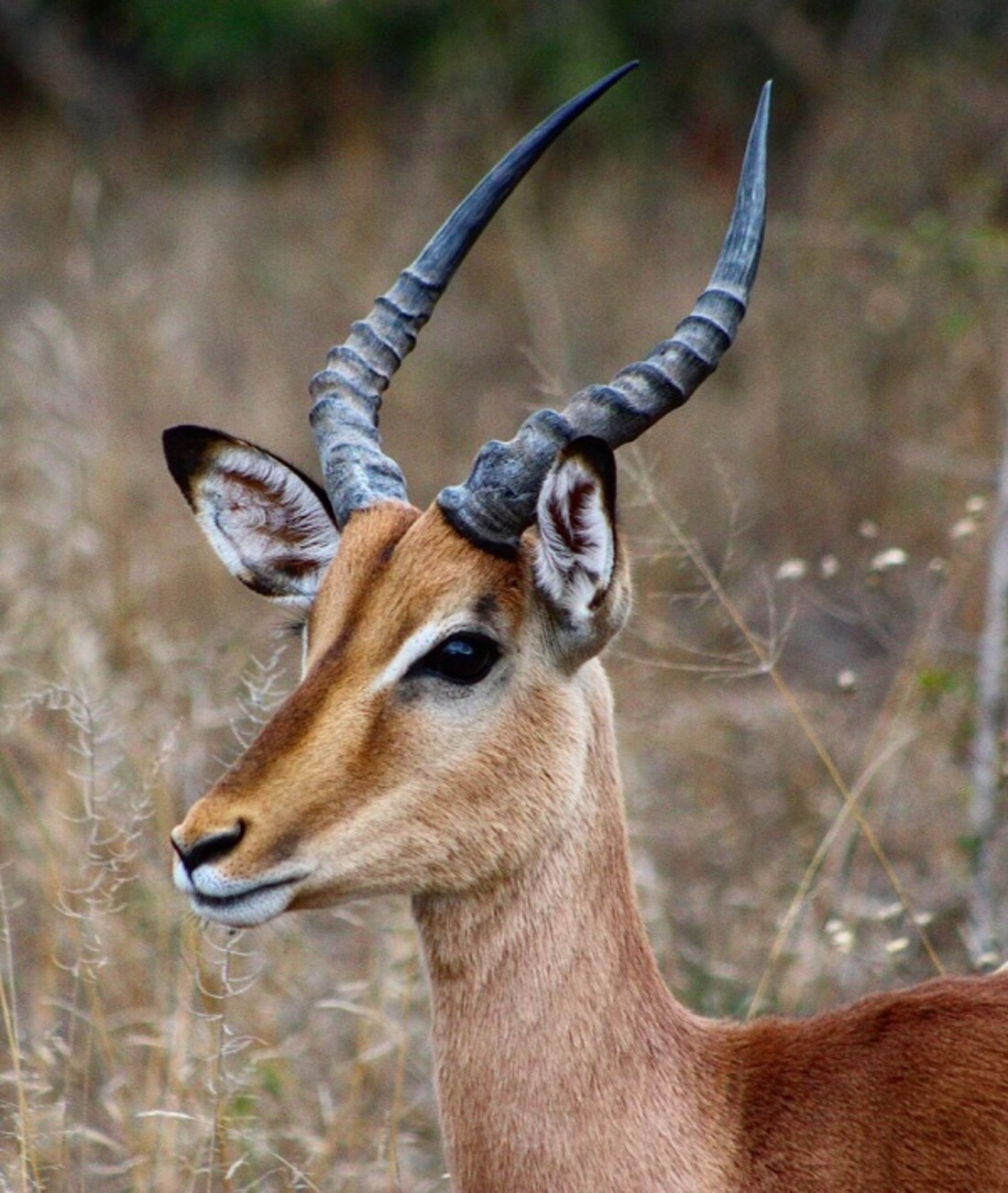 209909-gazelles.jpg