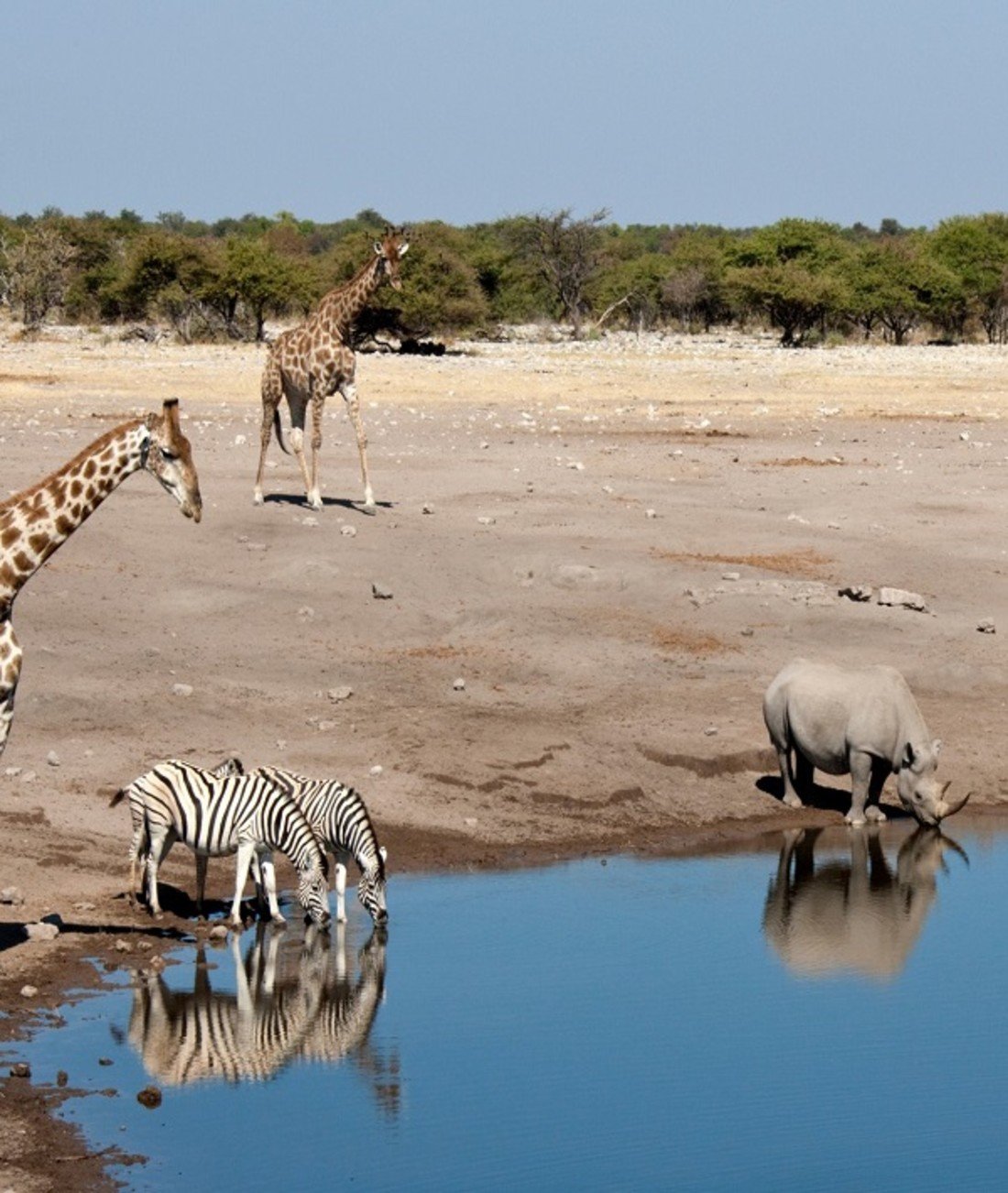 209910-wildlife-diversity.jpg