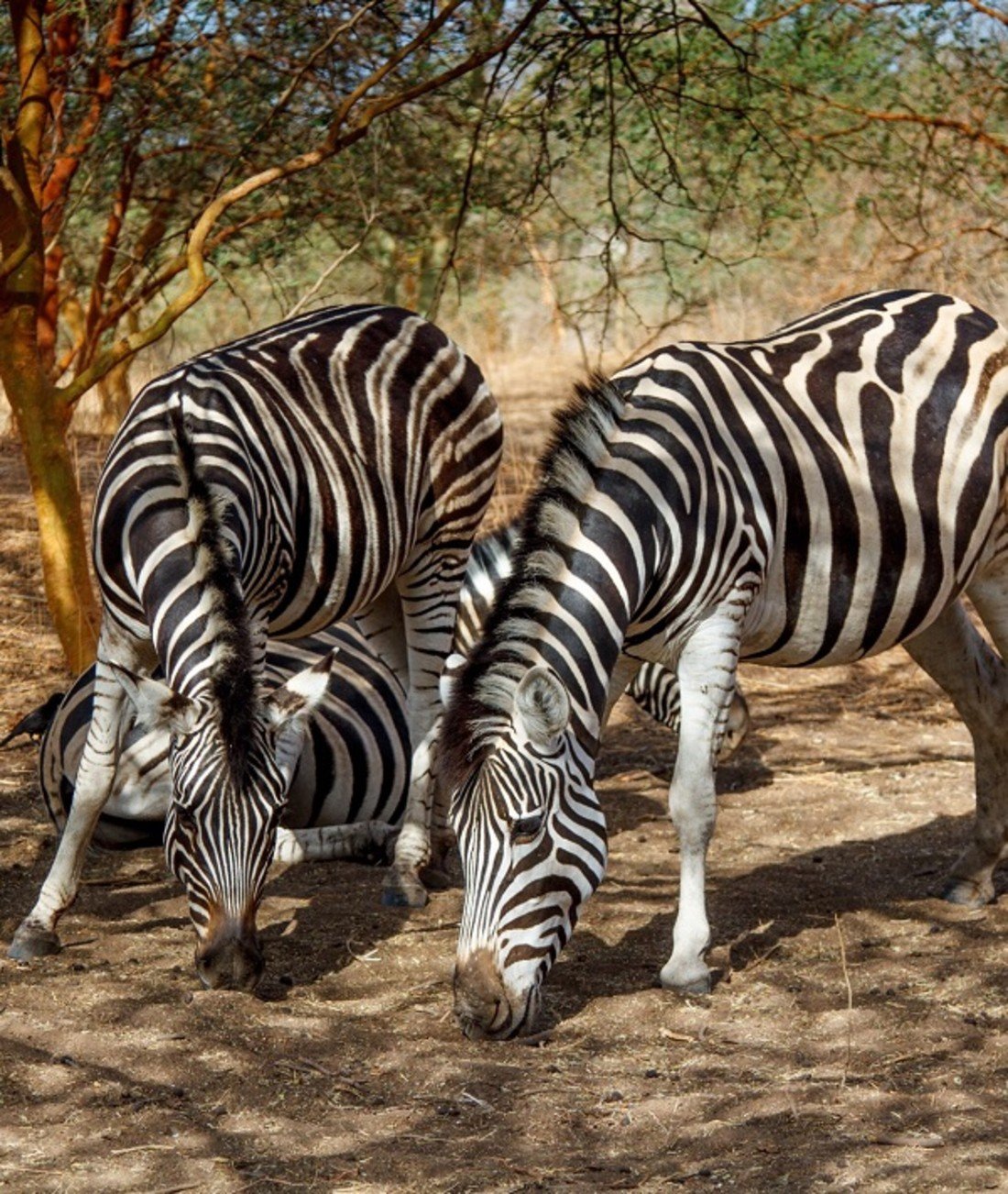 209913-zebras.jpg