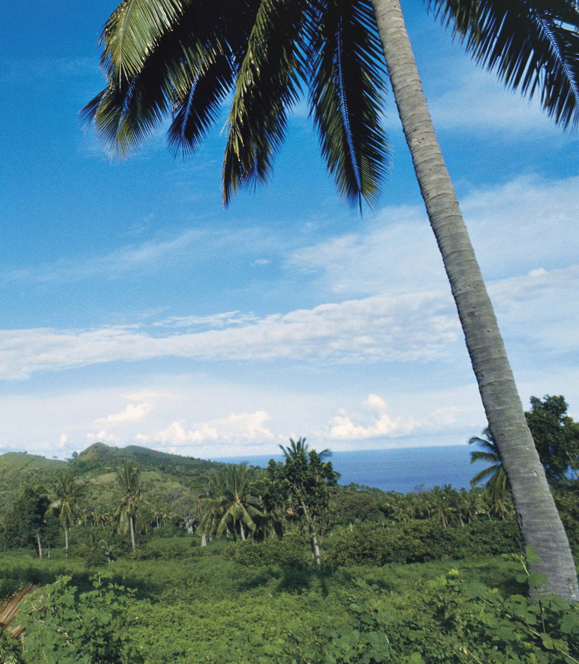 Equatorial vegetation