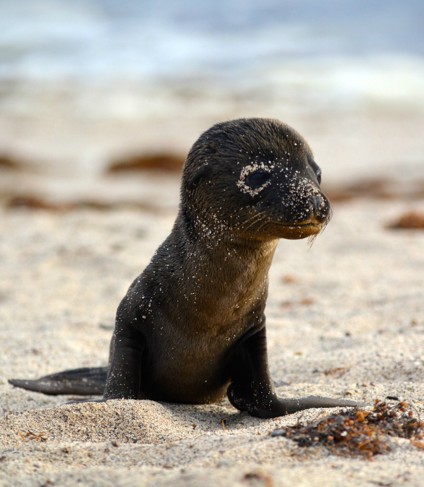 212046-national-geography-bee-winning-questions-galapagos-island.jpg