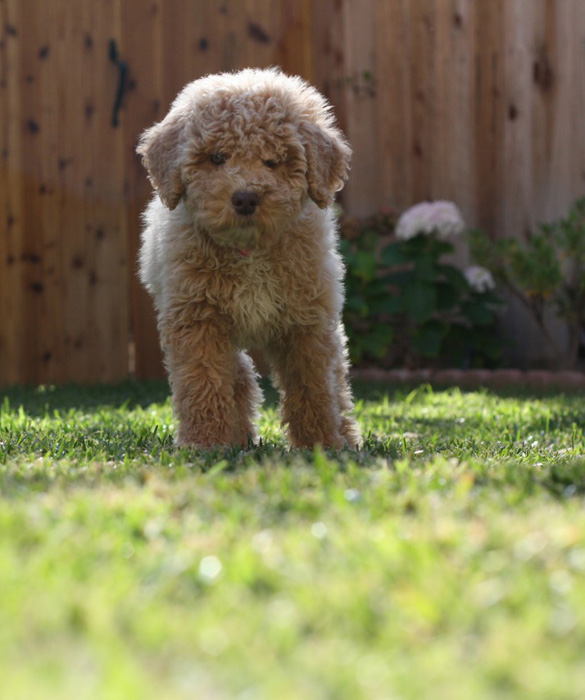 21701-top-10-family-friendly-dogs2c.jpg