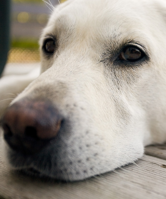 21704-top-10-family-friendly-dogs4c.jpg