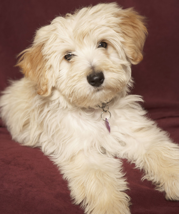 21708-top-10-family-friendly-dogs9c.jpg