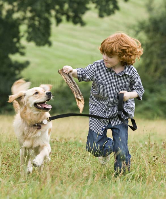 21713-top-10-family-friendly-dogs13c.jpg