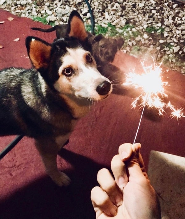 218761-pets.jpg