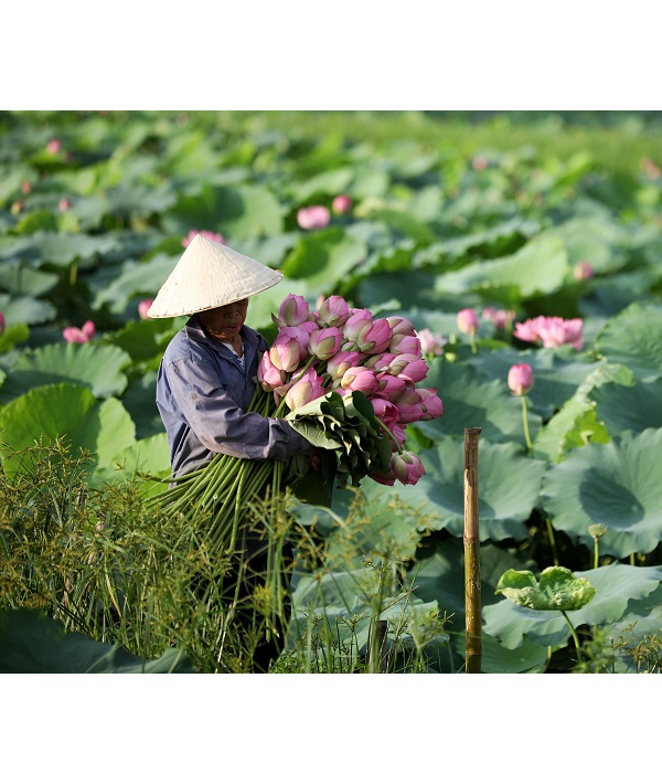 Lotus season in Vietnam, Hanoi, Viet Nam - 20 Jun 2018