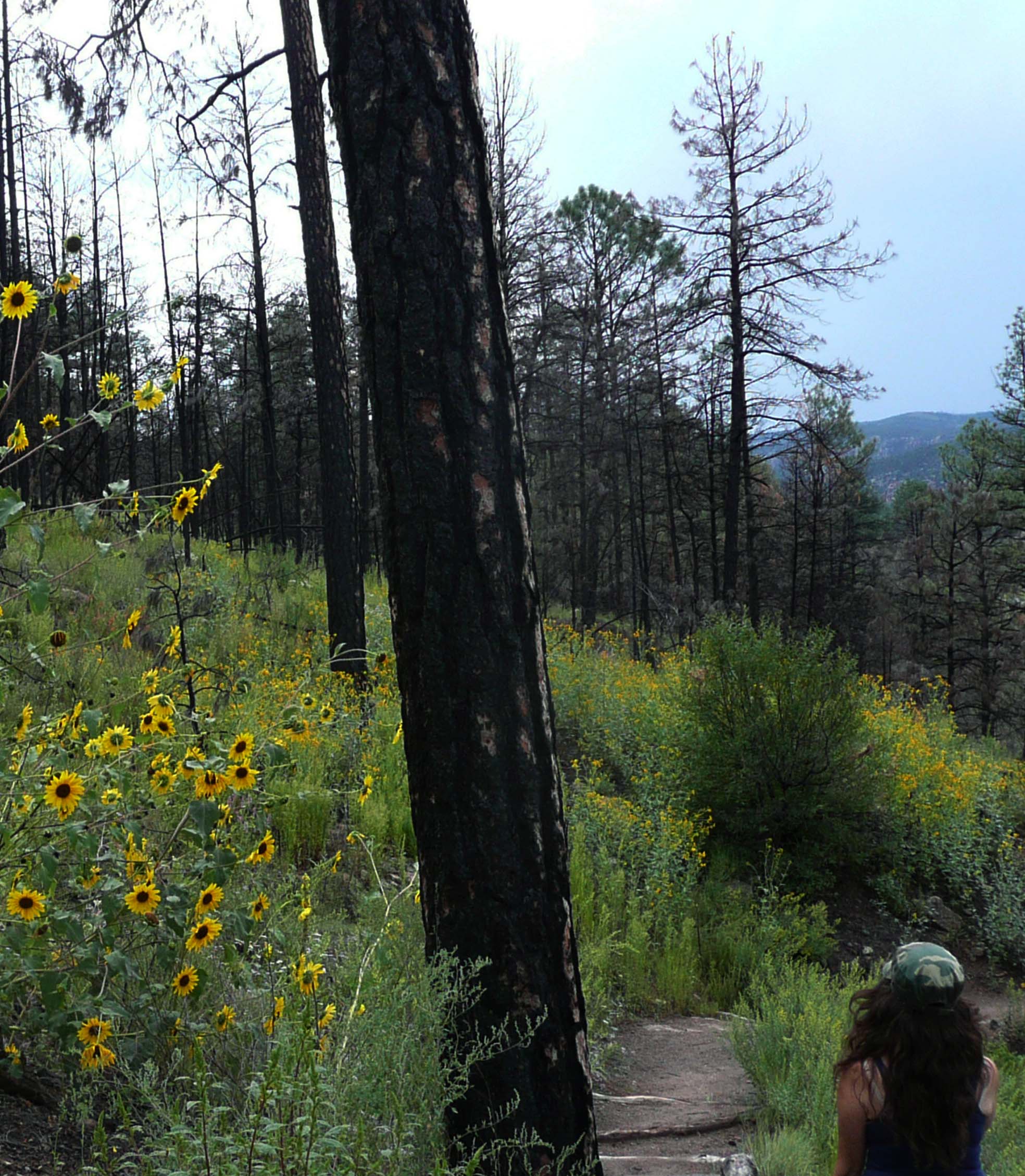 222668-sunflowers-in-gila-wilderness-new-mexico_t20_vkzob1.jpg